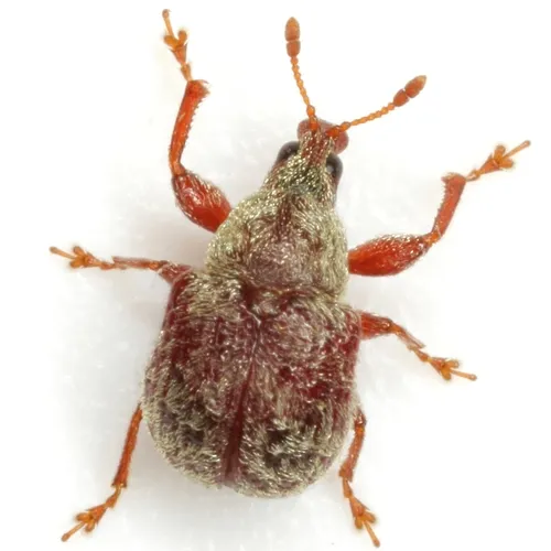 Himatolabus pubescens