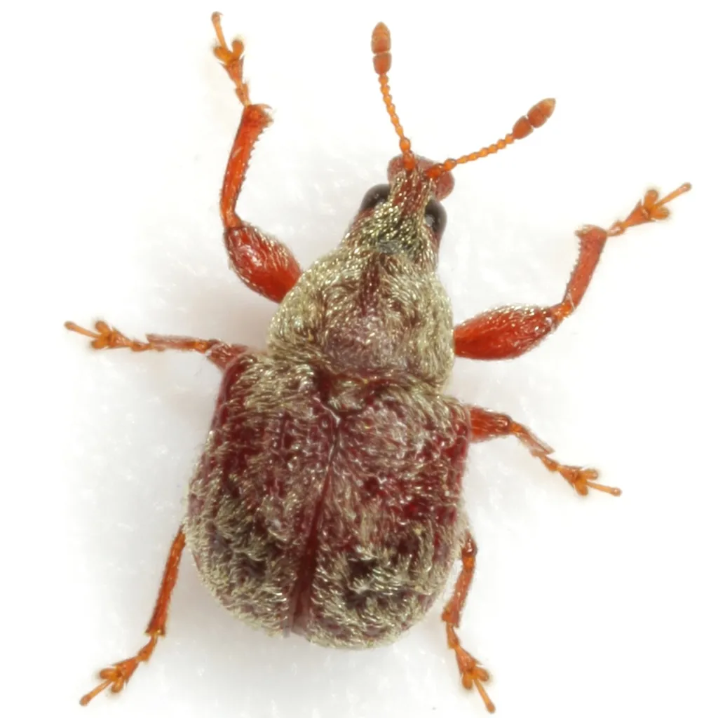 Himatolabus pubescens - photo 2