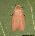 Himmacia stratia - Hodges#0949 - photo 3