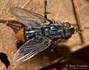 Hineomyia setigera - photo 2