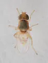 Hippelates dorsalis
