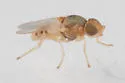 Hippelates dorsalis - photo 2