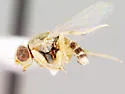 Hippelates nobilis