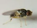 Hippelates nobilis - photo 4