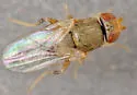 Hippelates nobilis - photo 5