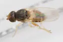 Hippelates plebejus