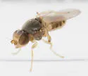 Hippelates plebejus - photo 2