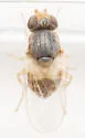 Hippelates plebejus - photo 3