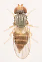 Hippelates plebejus - photo 4