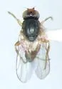 Hippelates proboscideus