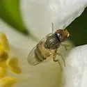 Hippelates proboscideus - photo 2