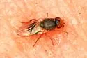 Hippelates proboscideus - photo 3