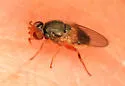Hippelates proboscideus - photo 4