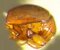 Hippeutister californicus - photo 2