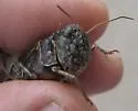 Wrinkled Grasshopper - photo 2