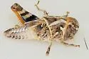 Wrinkled Grasshopper - photo 4