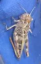 Wrinkled Grasshopper - photo 5