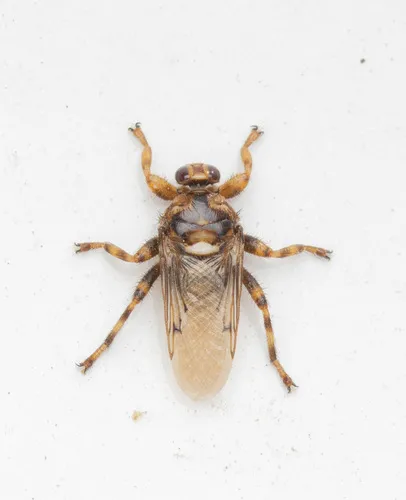 Dog Fly - photo 2