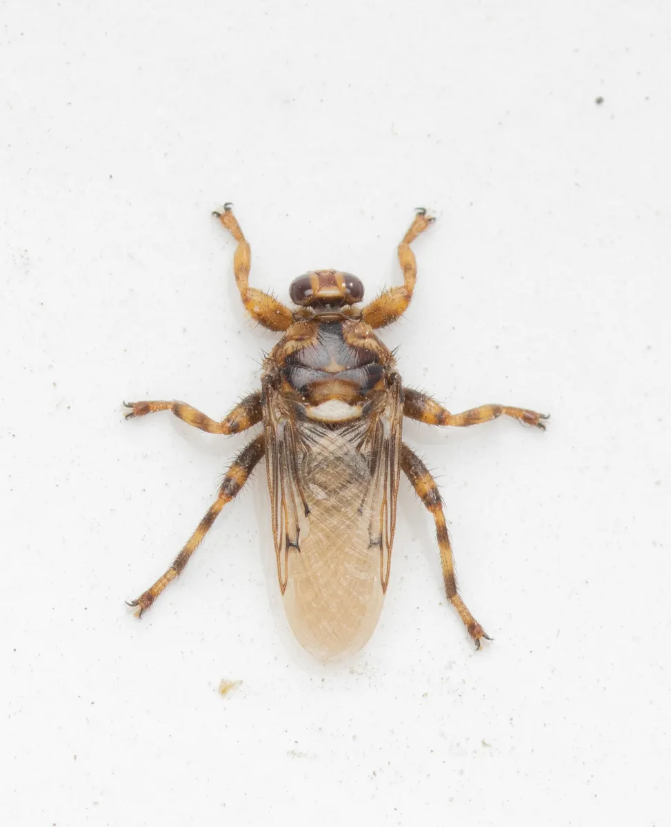 Dog Fly - photo 3