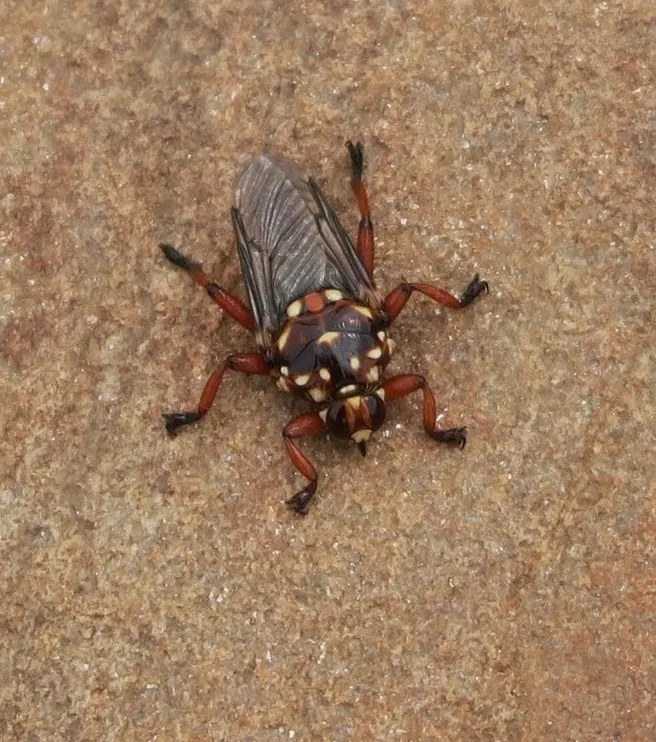 Cattle Louse Fly - photo 2