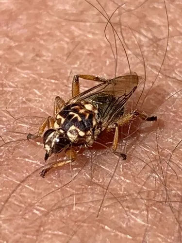 Hippobosca variegata