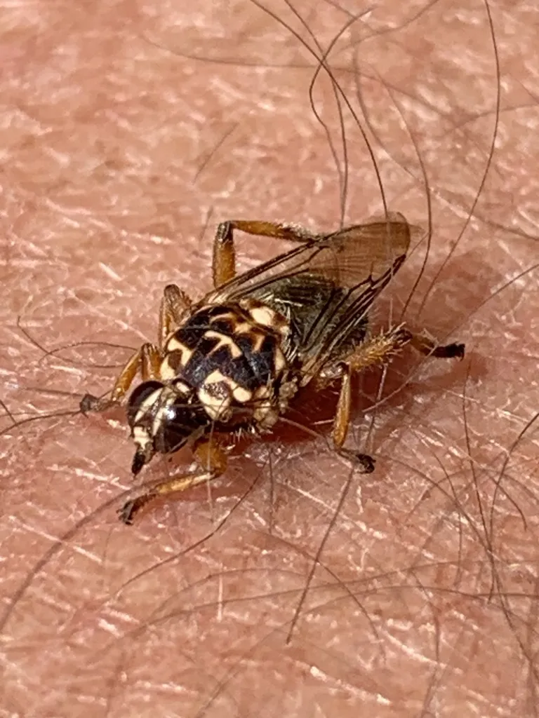 Hippobosca variegata - photo 2