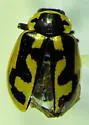 American Lady Beetle