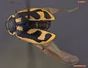 American Lady Beetle - photo 2