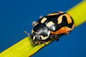 American Lady Beetle - photo 4