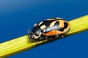 American Lady Beetle - photo 5