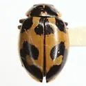 Hippodamia apicalis
