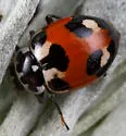 Hippodamia apicalis - photo 2