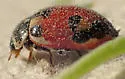 Hippodamia apicalis - photo 3