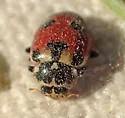 Hippodamia apicalis - photo 4