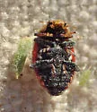 Hippodamia apicalis - photo 5