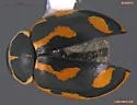 Hippodamia arctica
