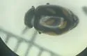 Hippodamia arctica - photo 4