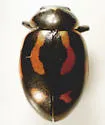 Hippodamia arctica - photo 5