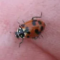 Casey's Lady Beetle