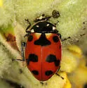 Casey's Lady Beetle - photo 2