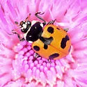 Casey's Lady Beetle - photo 3