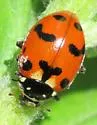 Casey's Lady Beetle - photo 4