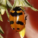 Casey's Lady Beetle - photo 5