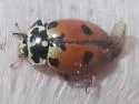 Expurgate Lady Beetle - photo 2