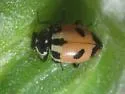 Expurgate Lady Beetle - photo 3