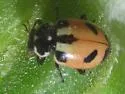 Expurgate Lady Beetle - photo 4