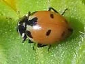 Expurgate Lady Beetle - photo 5