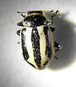 Sickle-marked Lady Beetle