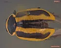 Sickle-marked Lady Beetle - photo 3