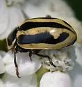 Sickle-marked Lady Beetle - photo 5